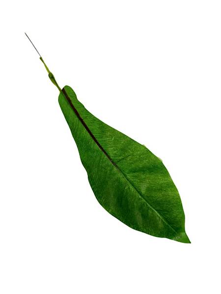 Liść asplenium 33 cm 6 SZTUK