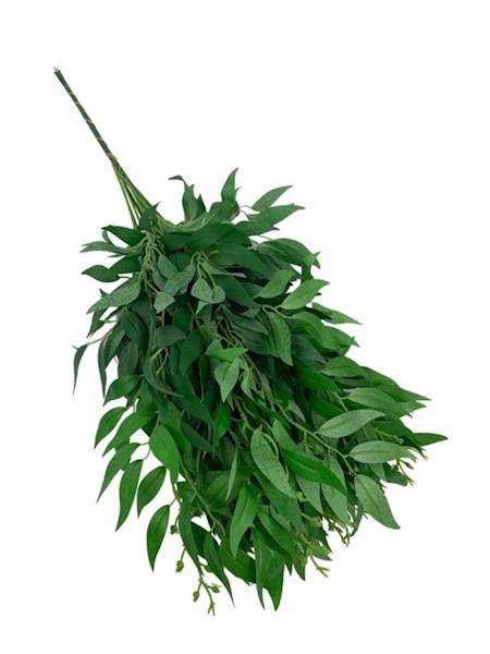 Ruskus gałązka 61 cm zielony