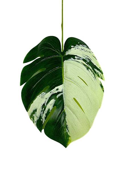 Monstera liść 50 cm zielono kremowy