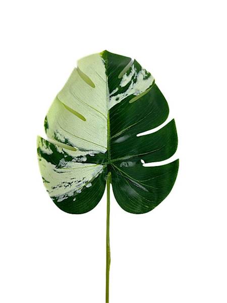 Monstera liść 50 cm zielono kremowy