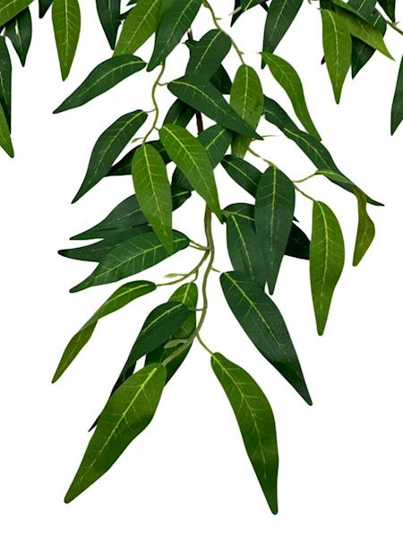 Ruskus gałązka 70 cm zielony