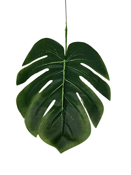 Liśc monstery 36 cm zielony