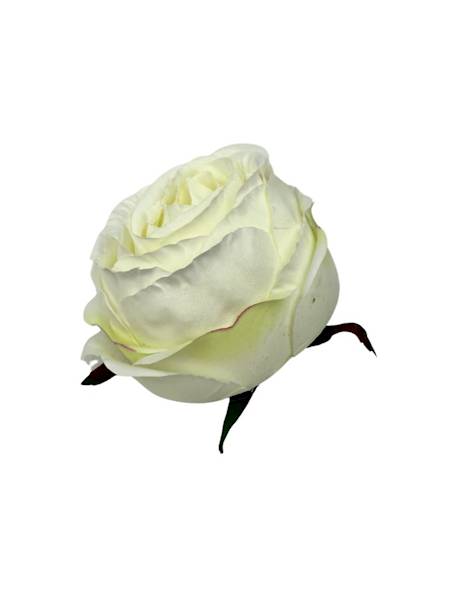 Róża główka 8 cm ecru