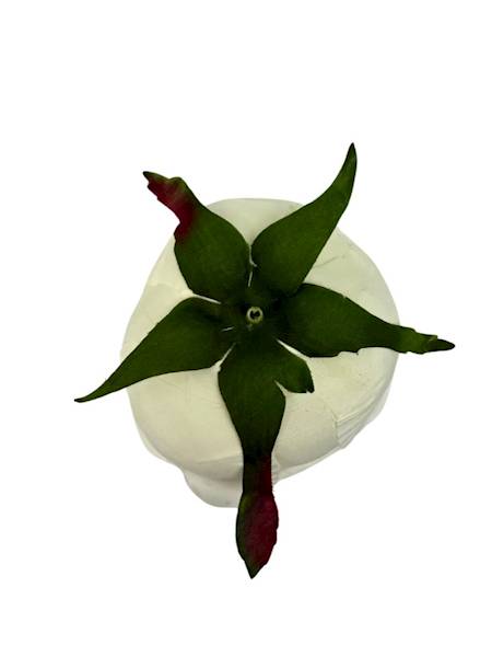 Róża główka 8 cm ecru