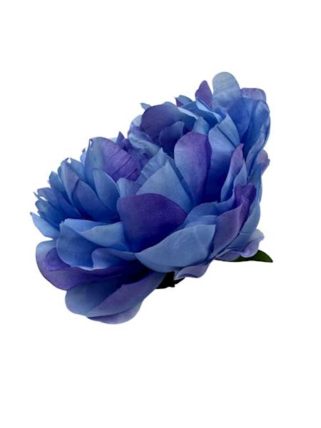 Piwonia główka 14 cm niebieska
