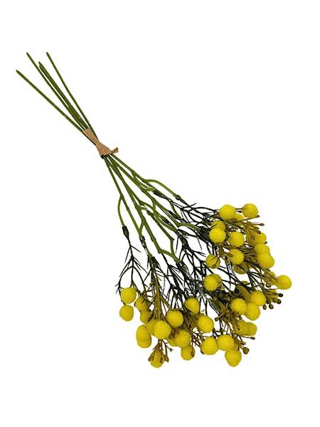 Mimoza 5 gałązek wiązka 30 cm