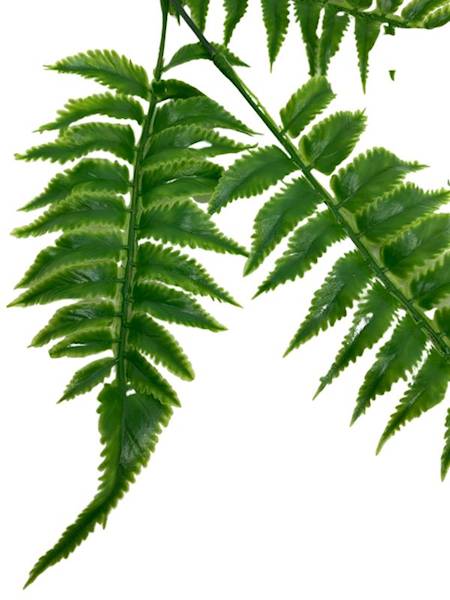 Liść paproci 57 cm zielony