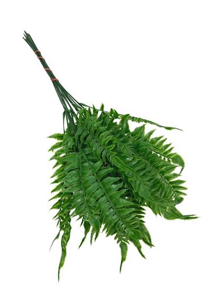 Liść paproci 57 cm zielony