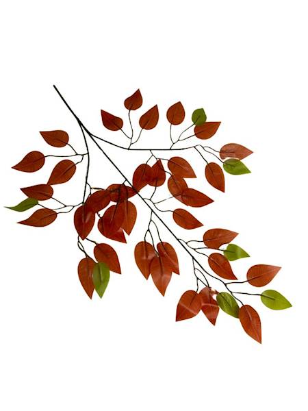 Fikus liść jesienny 60 cm