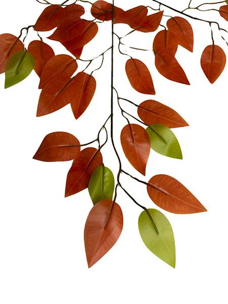 Fikus liść jesienny 60 cm