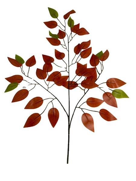 Fikus liść jesienny 60 cm