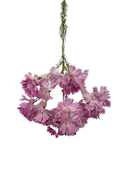 Goździk brodaty gałązka 65 cm różowy