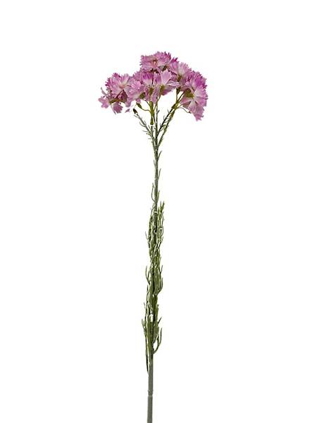 Goździk brodaty gałązka 65 cm różowy