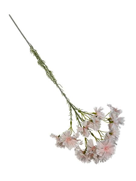 Goździk brodaty gałązka 65 cm biały i pudrowy róż