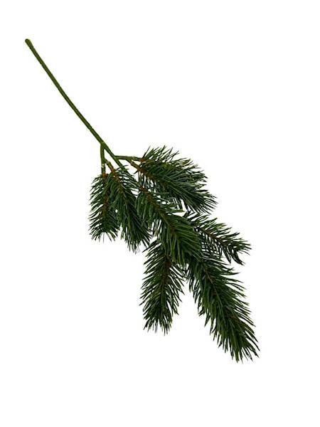 Jodła gałązka 40 cm zielona