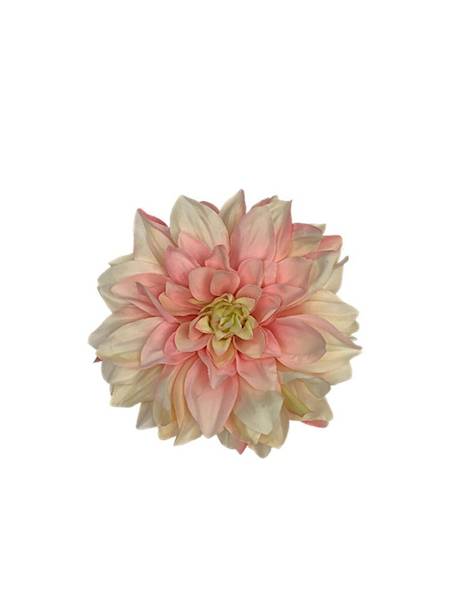 Dalia główka 15 cm jasno różowa z kremowym