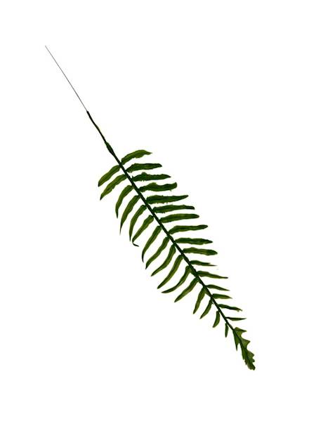 Paproć gałązka 36 cm zielona 4 SZTUKI