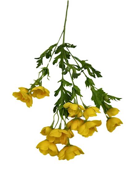 KACZENIEC GAŁĄZKA 46 CM