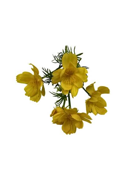 JASKIER BUKIET 23 CM ŻÓŁTY