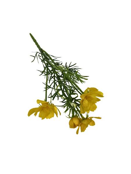 JASKIER BUKIET 23 CM ŻÓŁTY