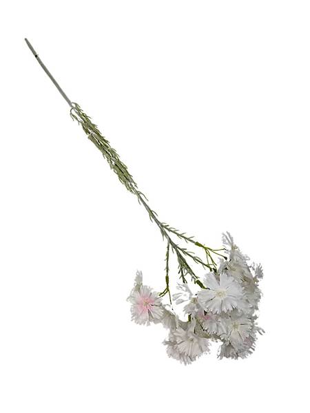 Goździk brodaty gałązka 65 cm biały