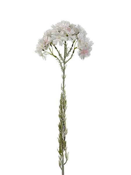 Goździk brodaty gałązka 65 cm biały