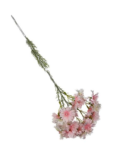 Goździk brodaty gałązka 65 cm pudrowy róż