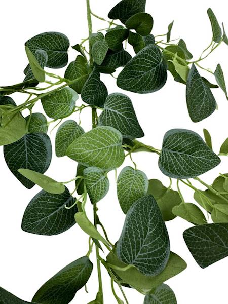 FITONIA GAŁĄZKA 100 CM