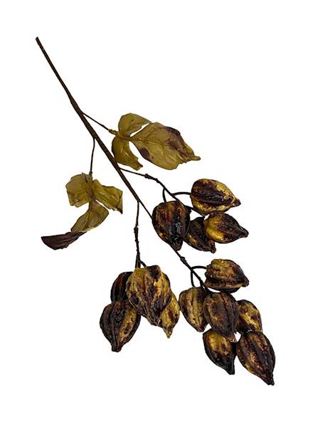 Miechunka gałązka 50 cm ciemny brąz