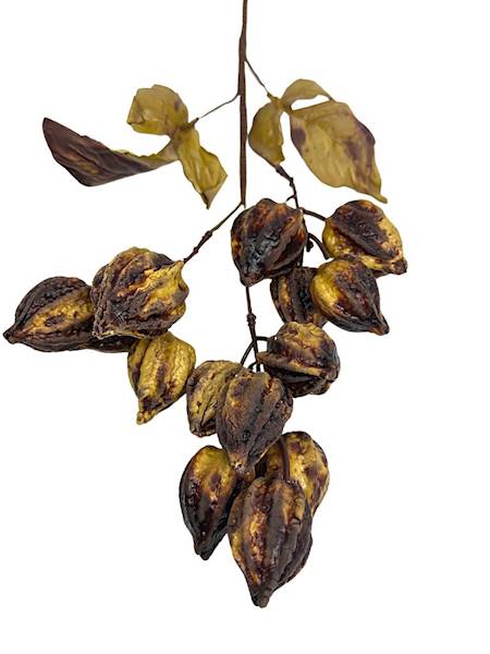 Miechunka gałązka 50 cm ciemny brąz