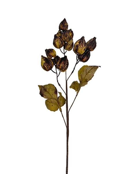 Miechunka gałązka 50 cm ciemny brąz