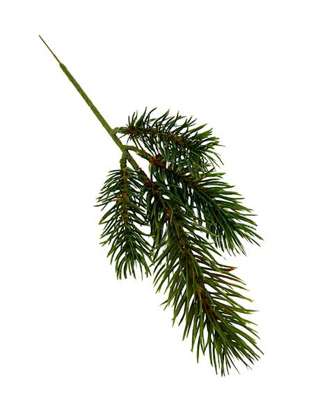 Jodła gałązka 28 cm