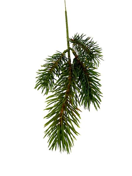 Jodła gałązka 28 cm