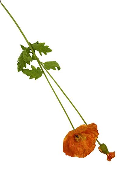 Mak gałązka 105 cm jasny pomarańcz