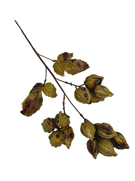 Miechunka gałązka 50 cm oliwkowa