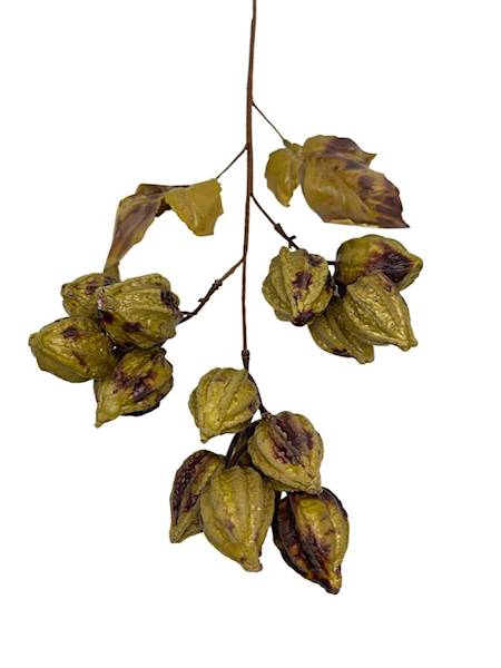 Miechunka gałązka 50 cm oliwkowa