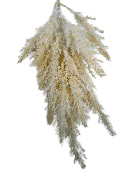 Trawa suszona gałązka sztuczna 28 cm kremowa