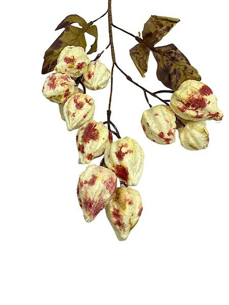 Miechunka gałązka 50 cm kremowo czerwona