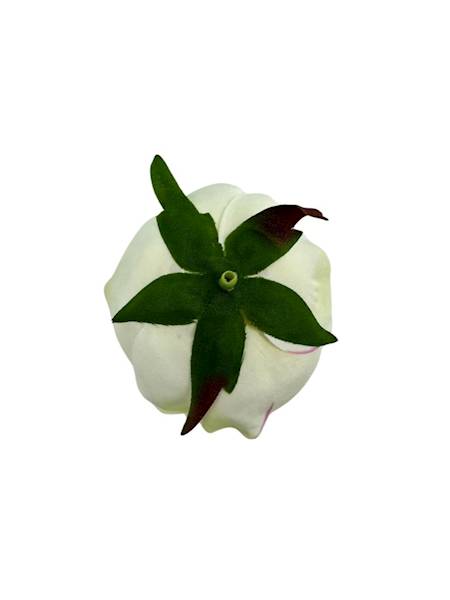 RÓŻA GŁÓWKA 7 CM ECRU