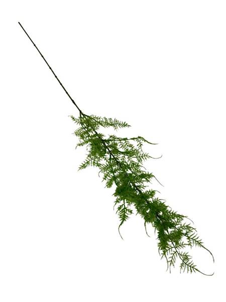 PLUMOSUS ASPARAGUS 74 CM