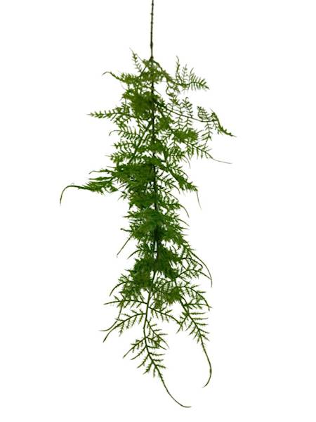 PLUMOSUS ASPARAGUS 74 CM