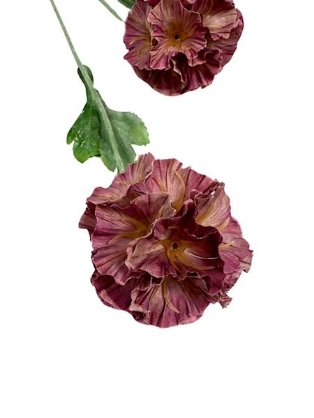 SKABIOZA 3 KWIATY 68 CM BRUDNY RÓŻ