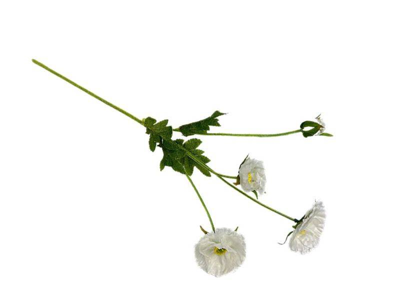 Mak gałązka 59 cm biały