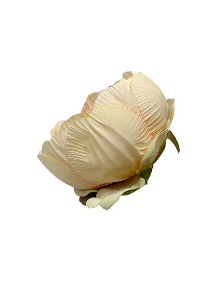 Piwonia główka 8 cm kremowa z jasnym różem