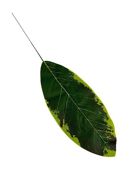 Liść magnolii 49 cm zielony
