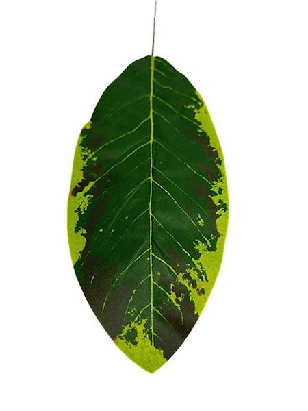 Liść magnolii 49 cm zielony
