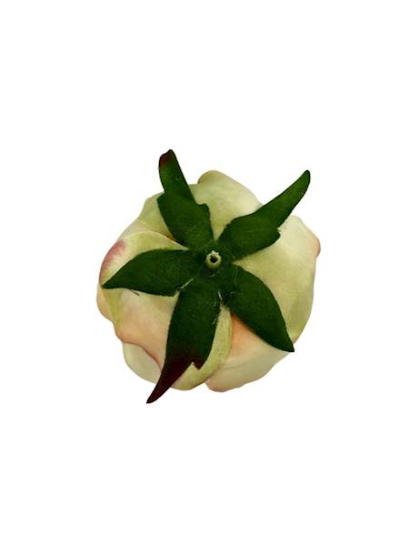 RÓŻA GŁÓWKA 7 CM WANILIOWA