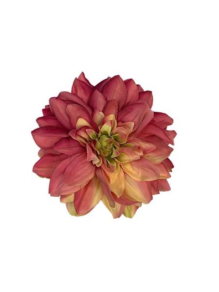 Dalia główka 15 cm różowo żółta