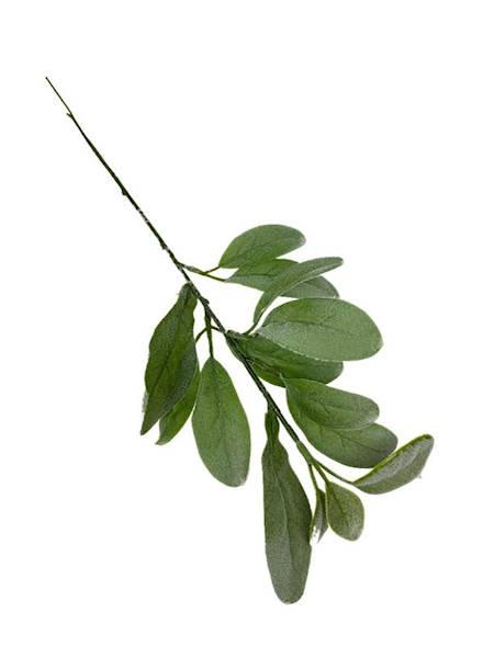 Starzec gałązka 35 cm zielony omszony