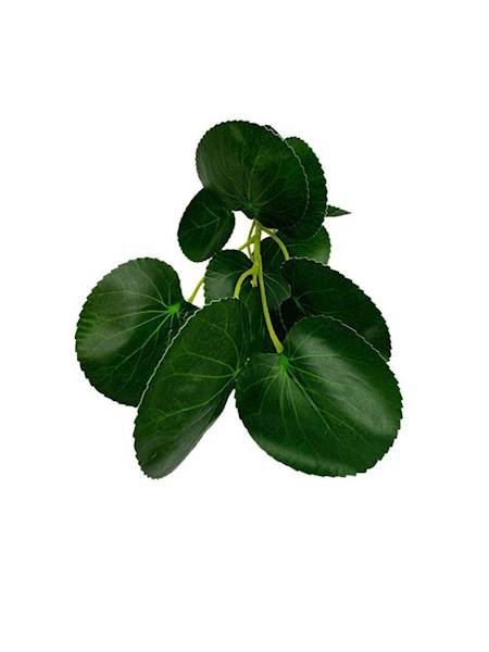 Pilea gałązka 35 cm zielona